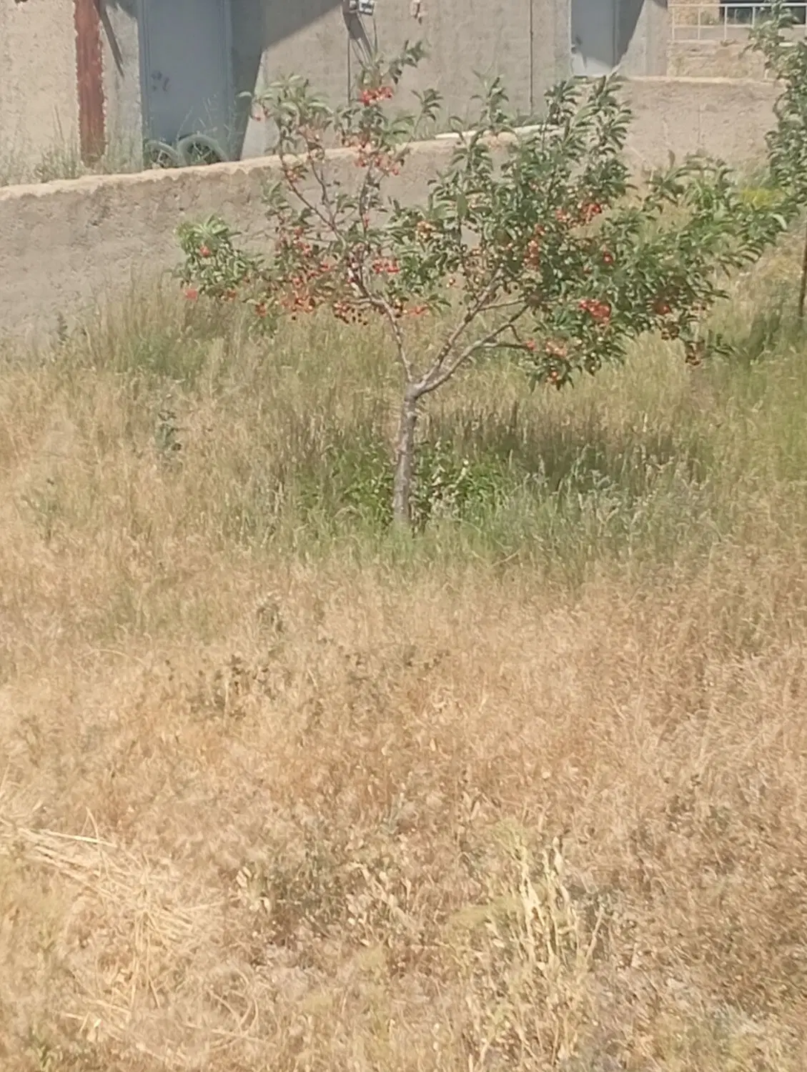 باغ میوه