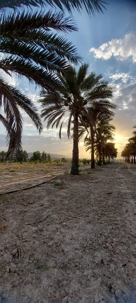فروش زمین 496 متر فین مارم