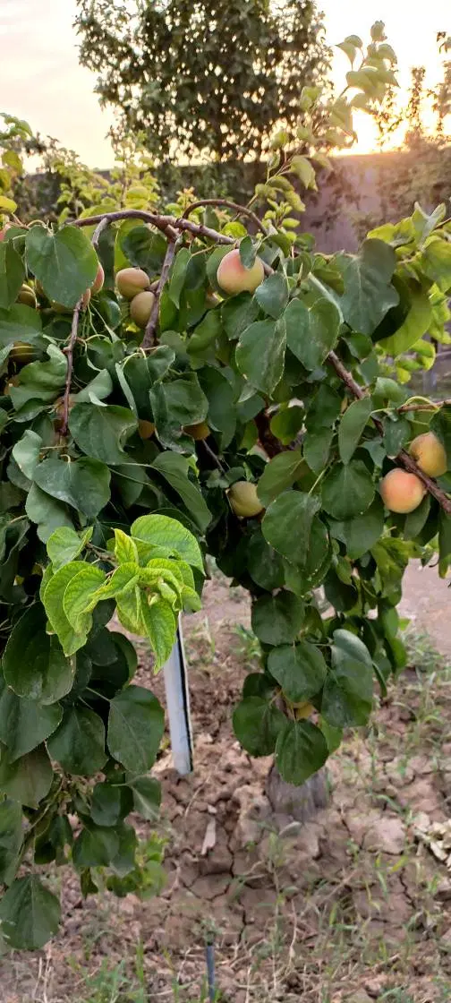 باغچه ۵۱۱متری سمت پیشوا طارندبالا