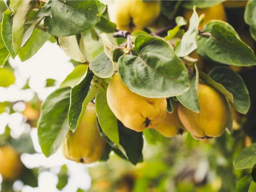 فروش زمین در مجتمع نور