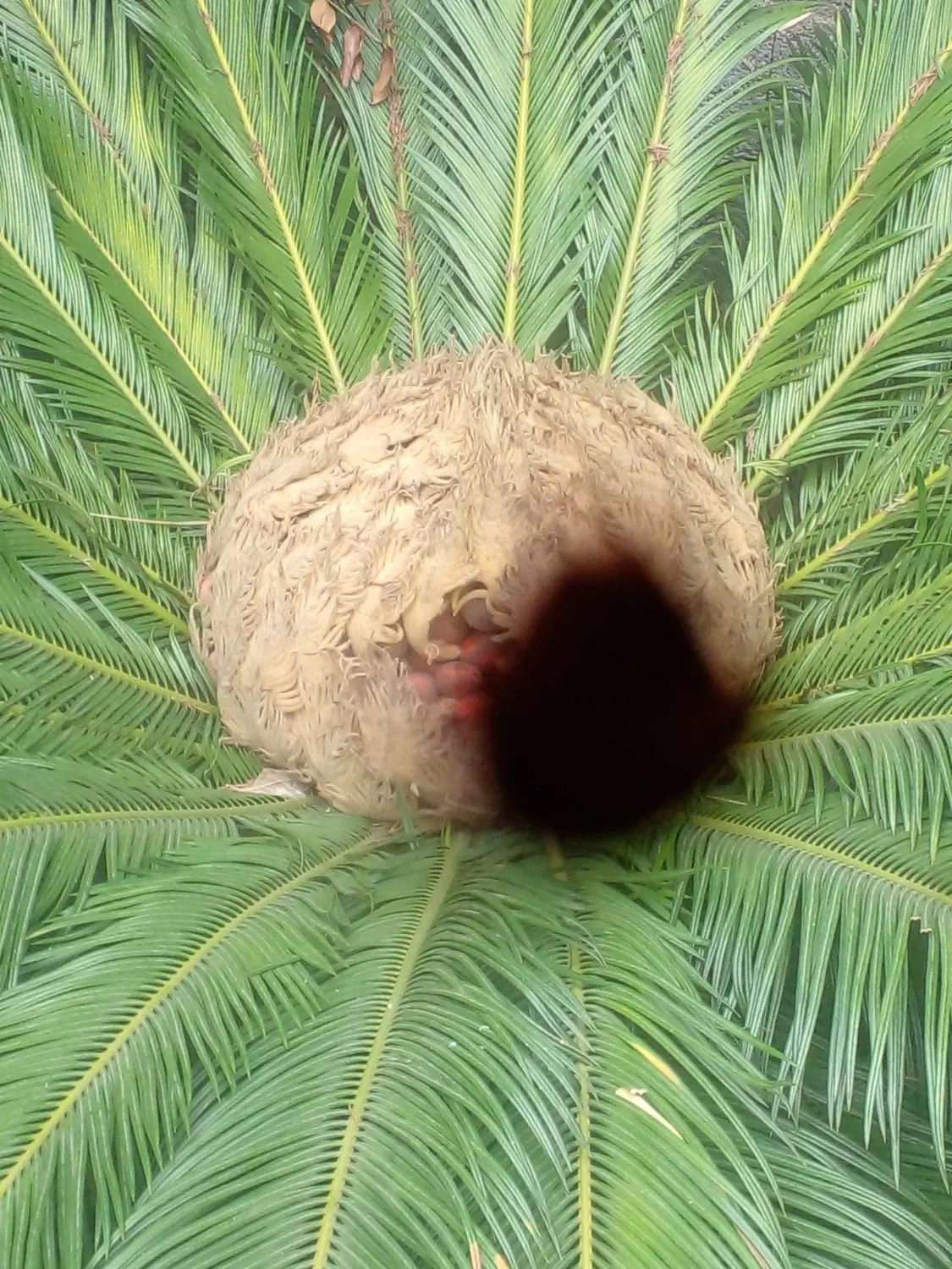 زمین کوهپایه ویلای