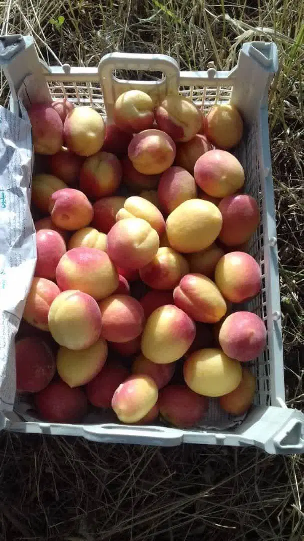 باغ میوه