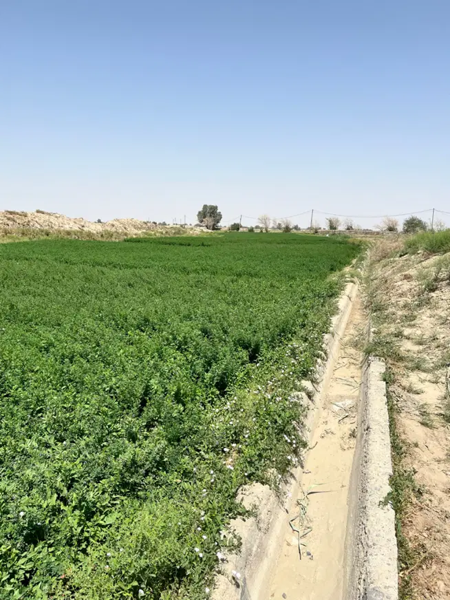 فروش مقدار ۶هکتارزمین کشاورزی