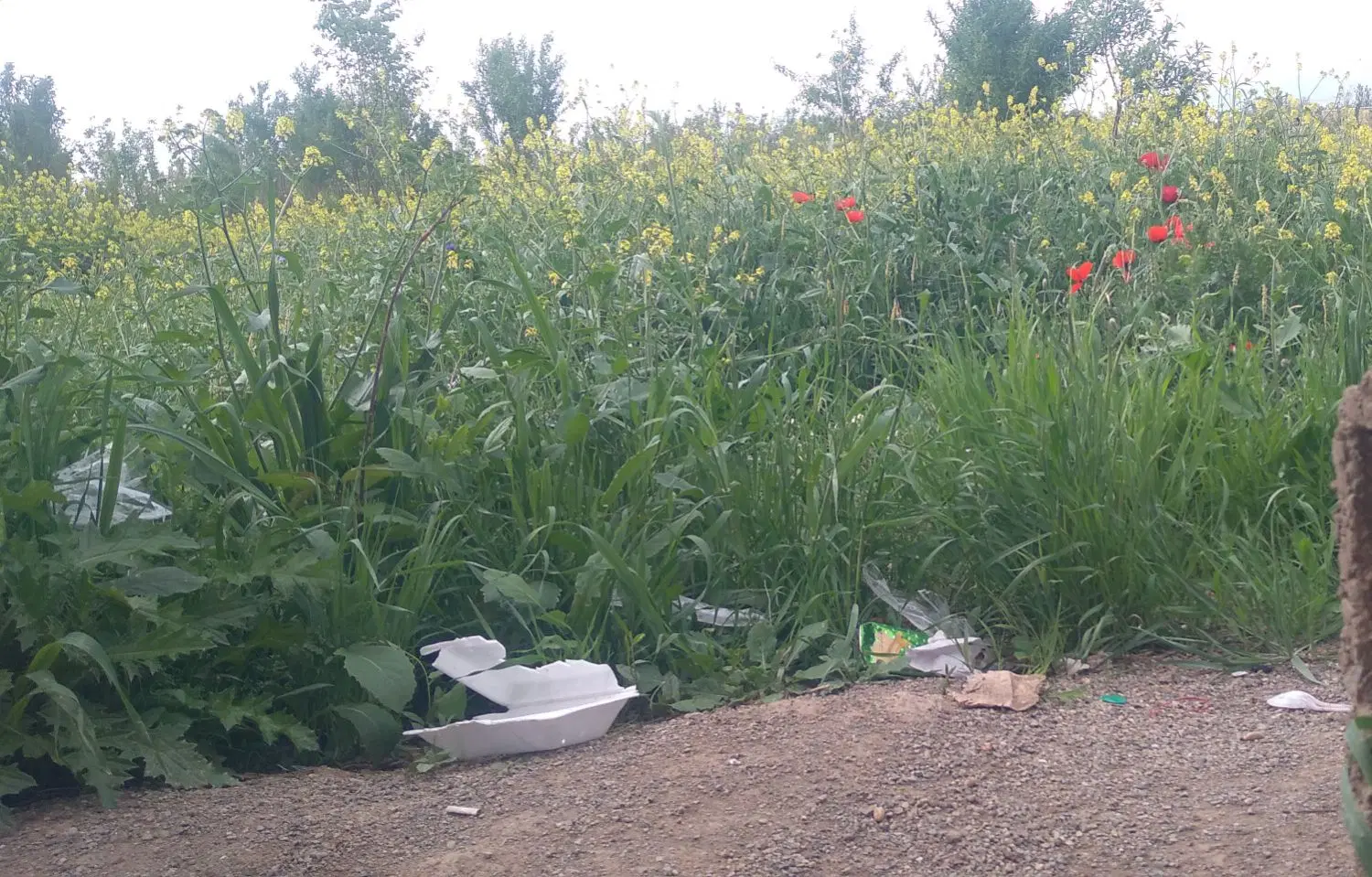 جای ویلا در اراضی روستای اسداغی