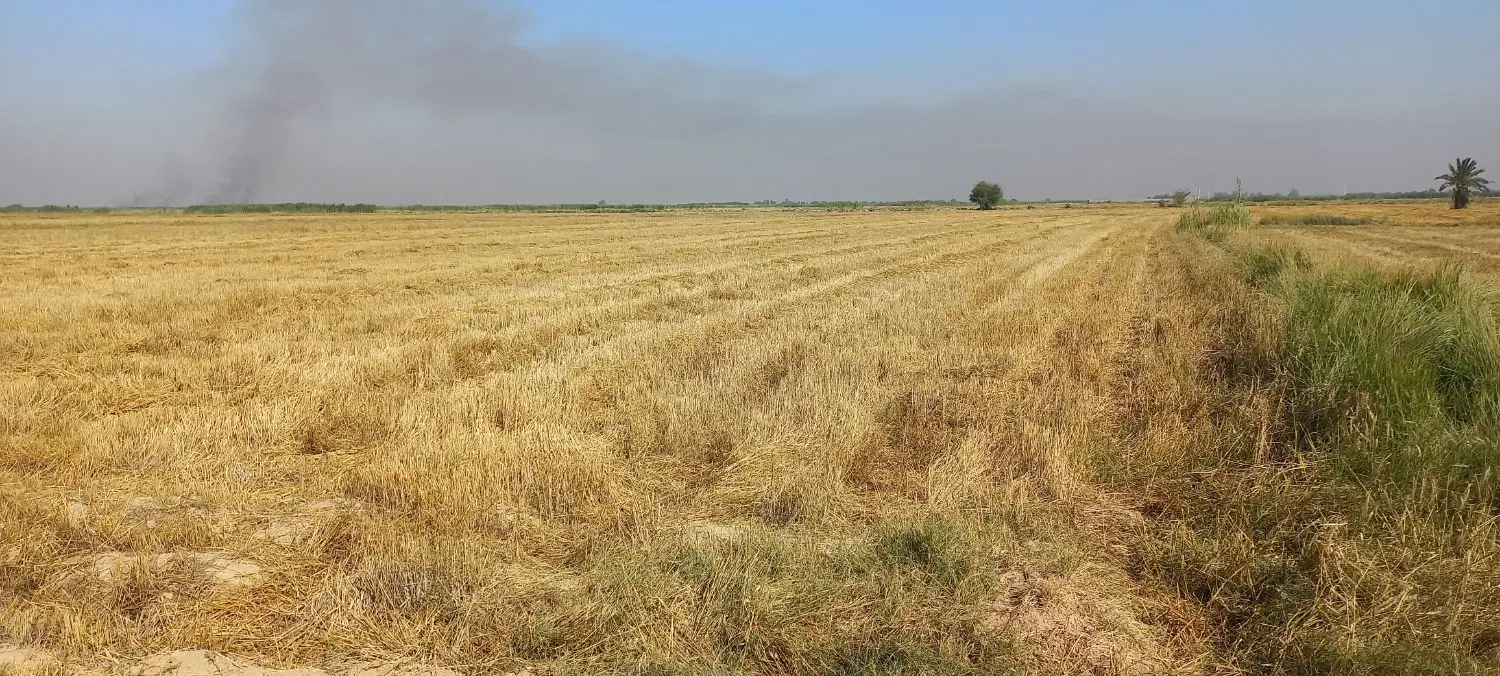 زمین کشاورزی۱۰هکتاربرای کاشت شلتوک