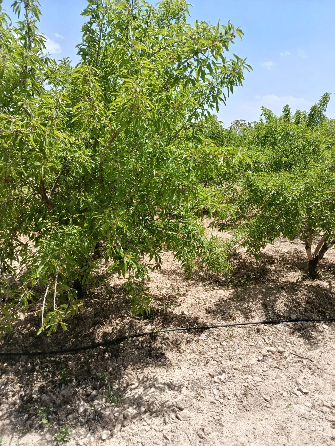 زمین500متری بادام و میوه گیلاس و گردو و زردآلو