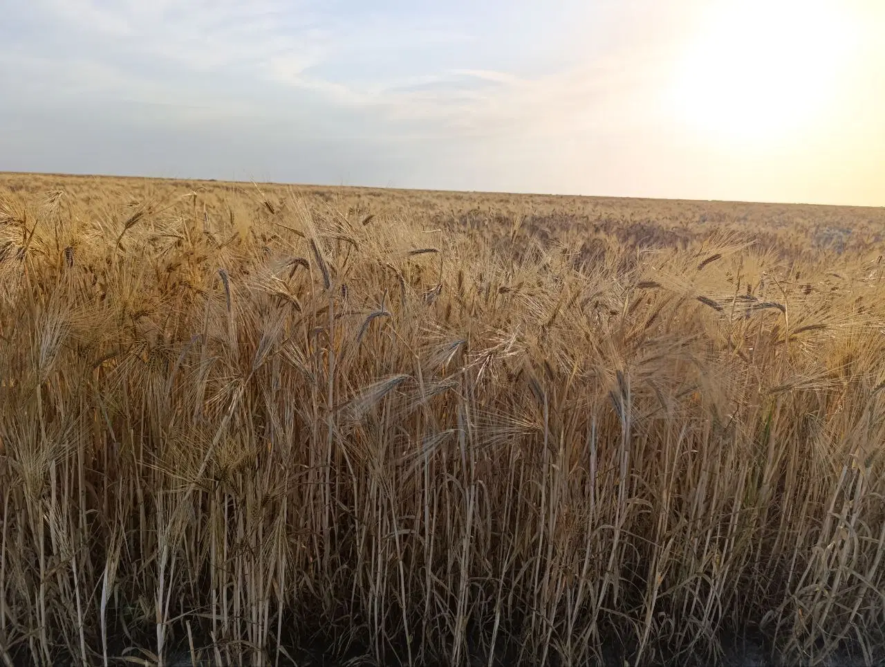 زمین کشاورزی ۵ هکتار