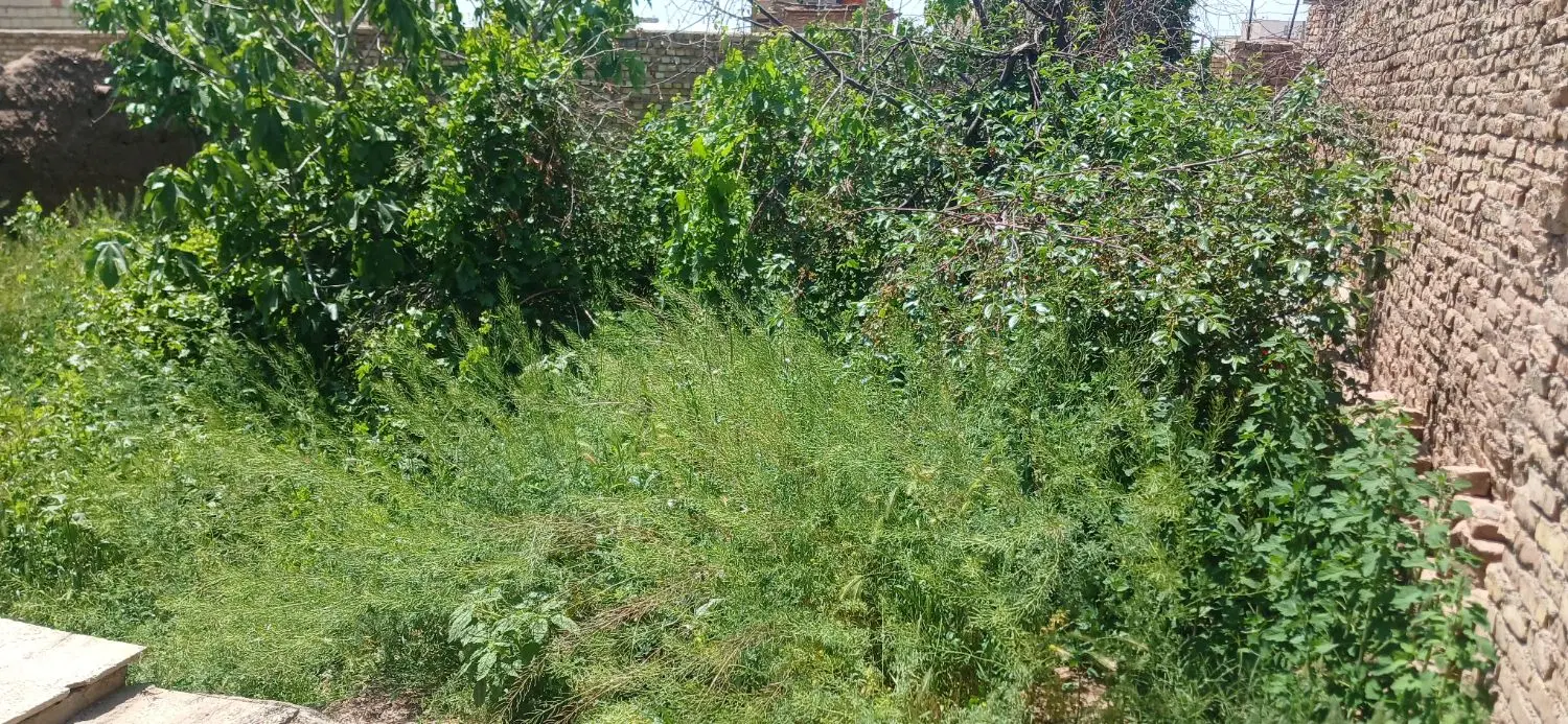 مسکن