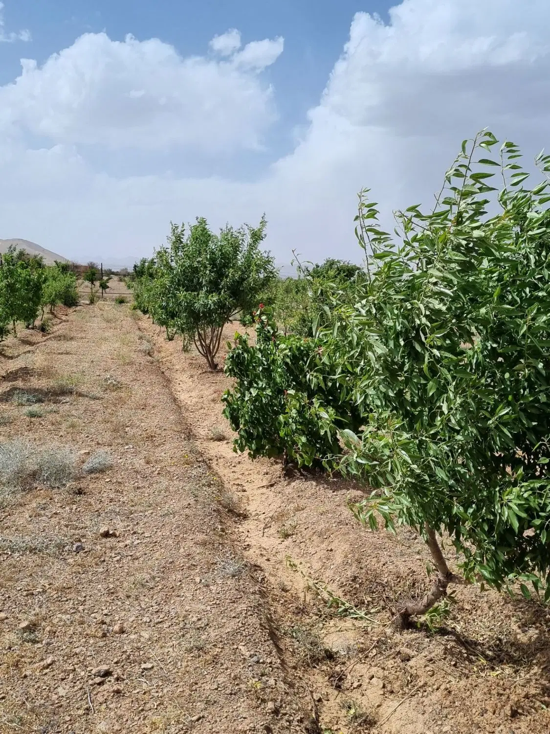 زمین ۱۰۰۰متر باغی مسکن مهر فولادشهر