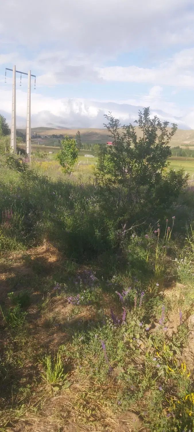 باغ وباغچه باحق ابه