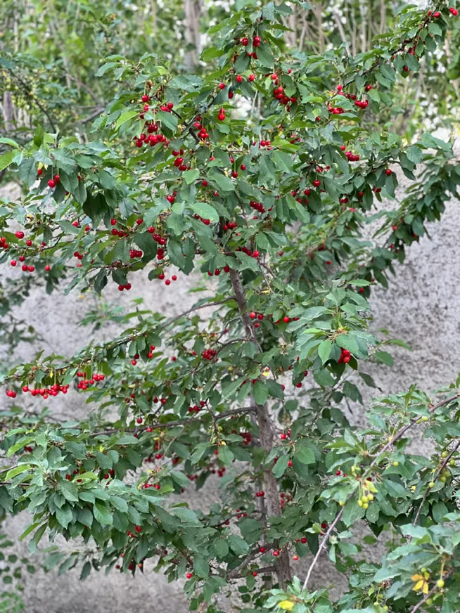 زمین ویلایی بان گلشن اباد گوار عقیل اباد