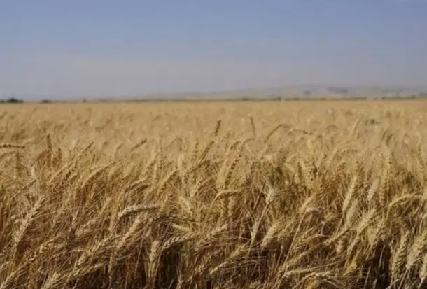 فروش فوری زمین کشاورزی - روستای دارایی