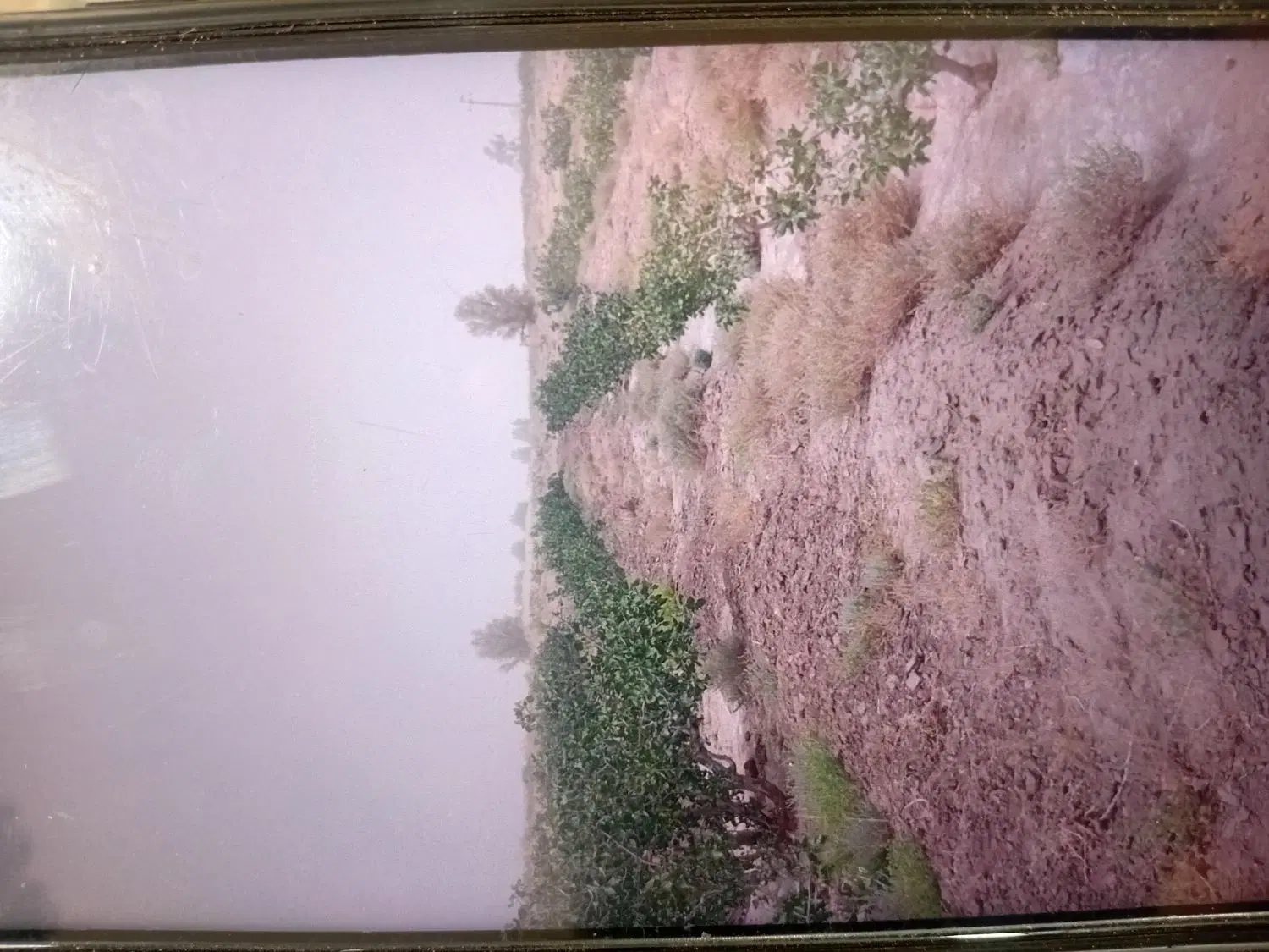 باغ پسته