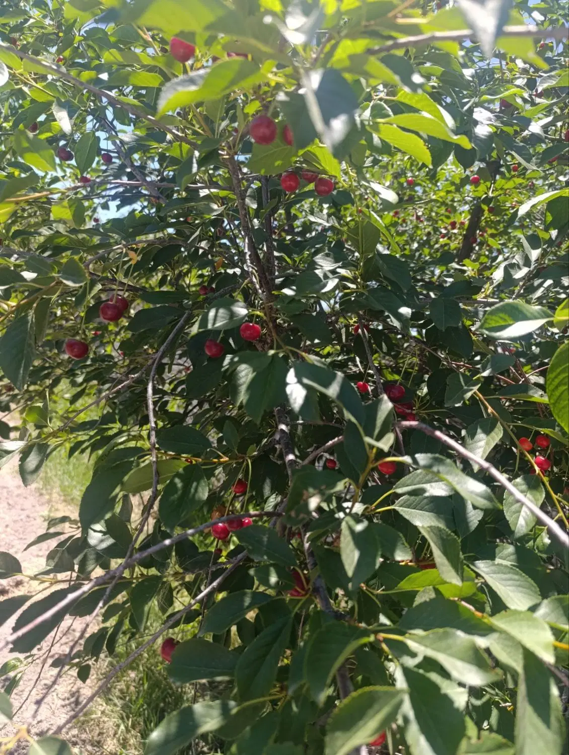 باغ 800متری