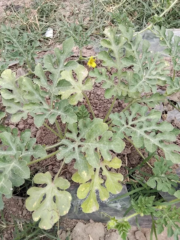 زمین مسکونی در روستای تکه لر