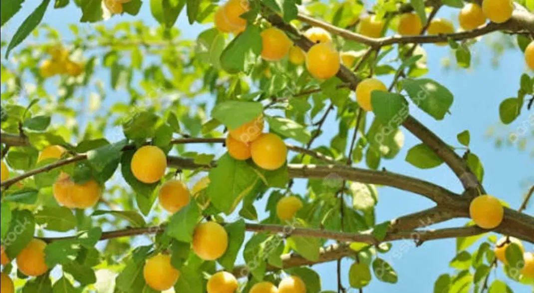 باغ ۳۸۰ متری