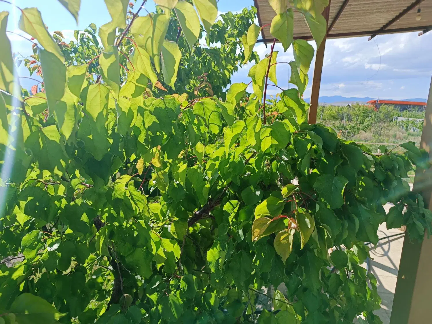 زمین ویلایی داخل محدوده شهر
