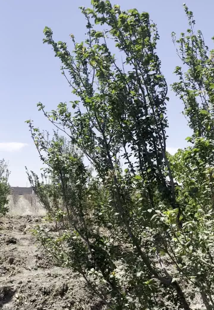 باغچه ۱۰۰۰متری با درختان پنج ساله