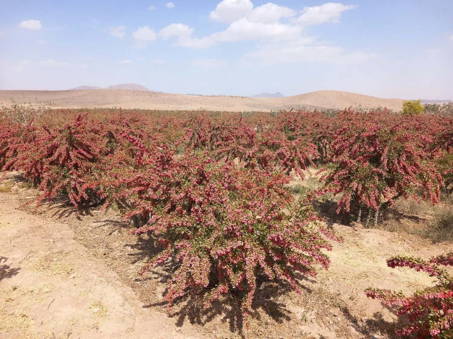 زمین کشاورزی