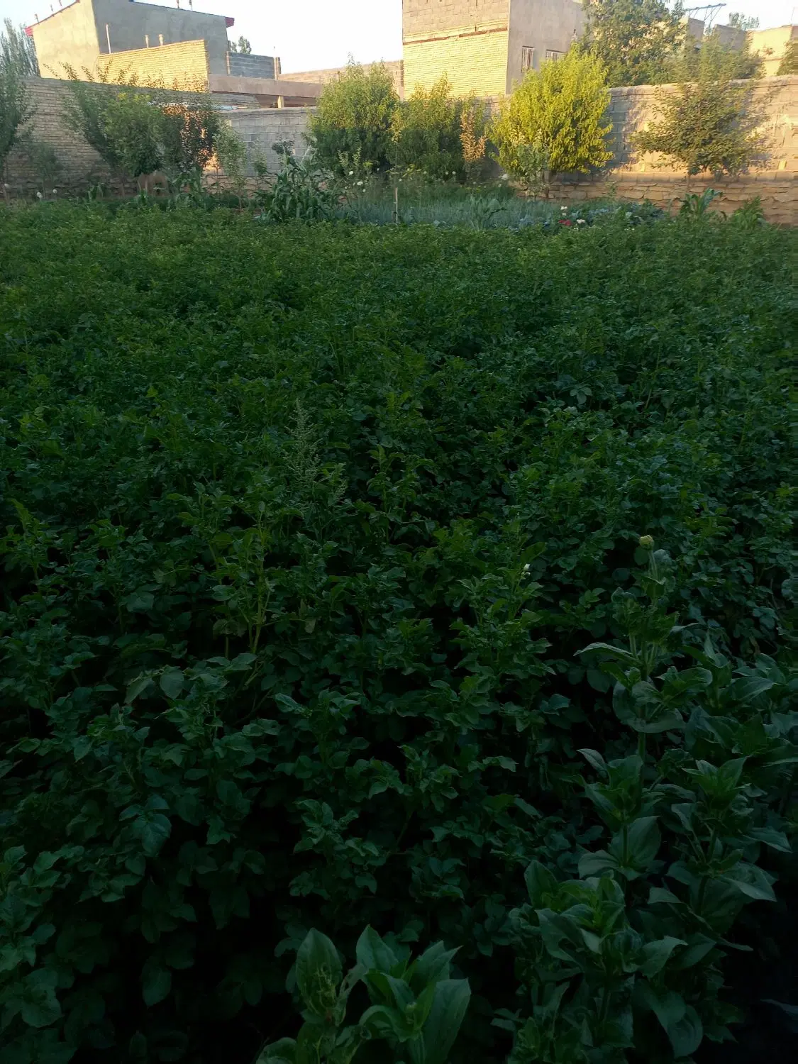 زمین مسکونی مناسب باغ