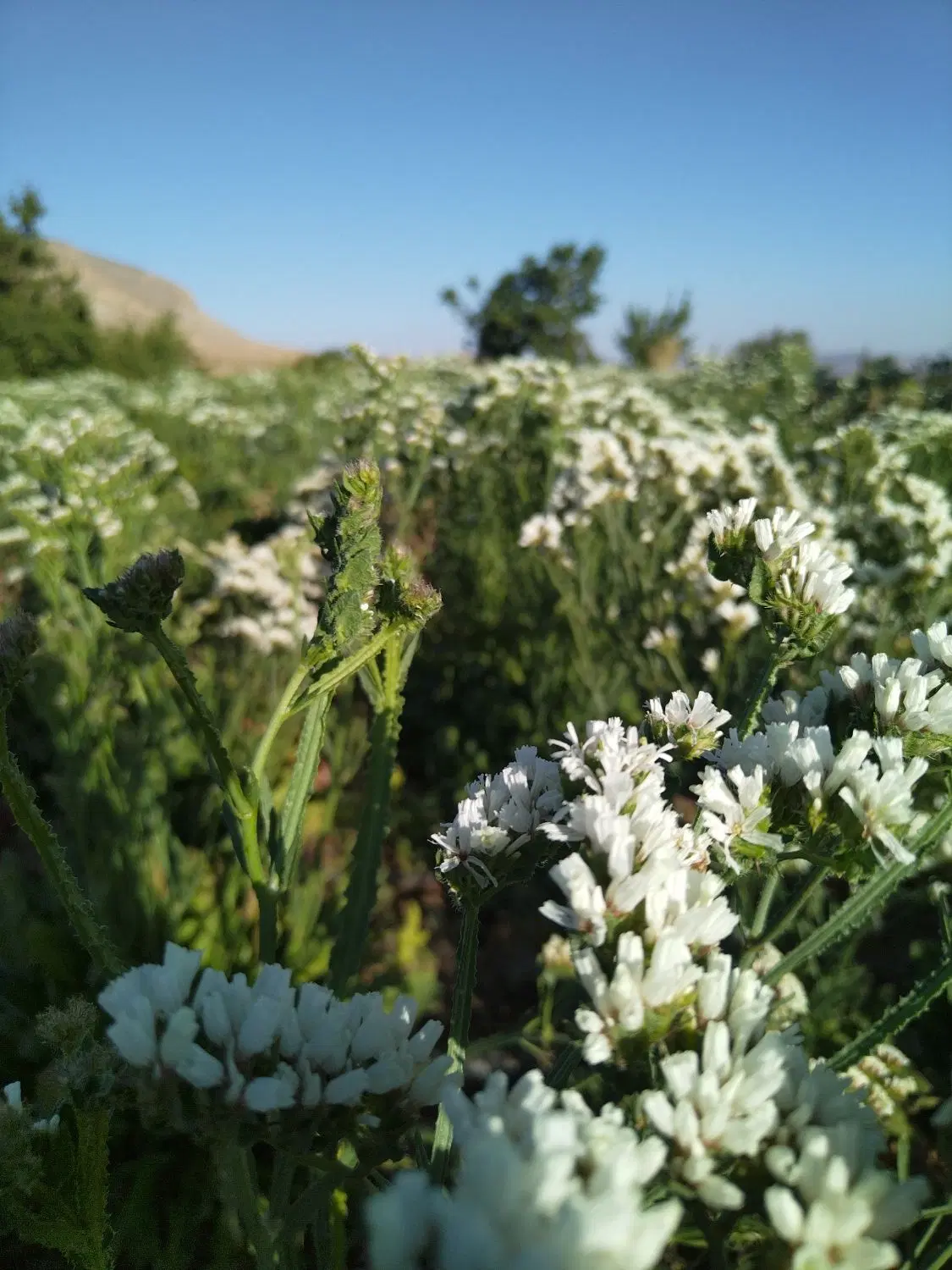 زمین کشاورزی روستای امیرآباد بزیجان