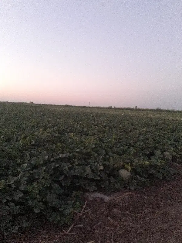 هندوانه دراگون