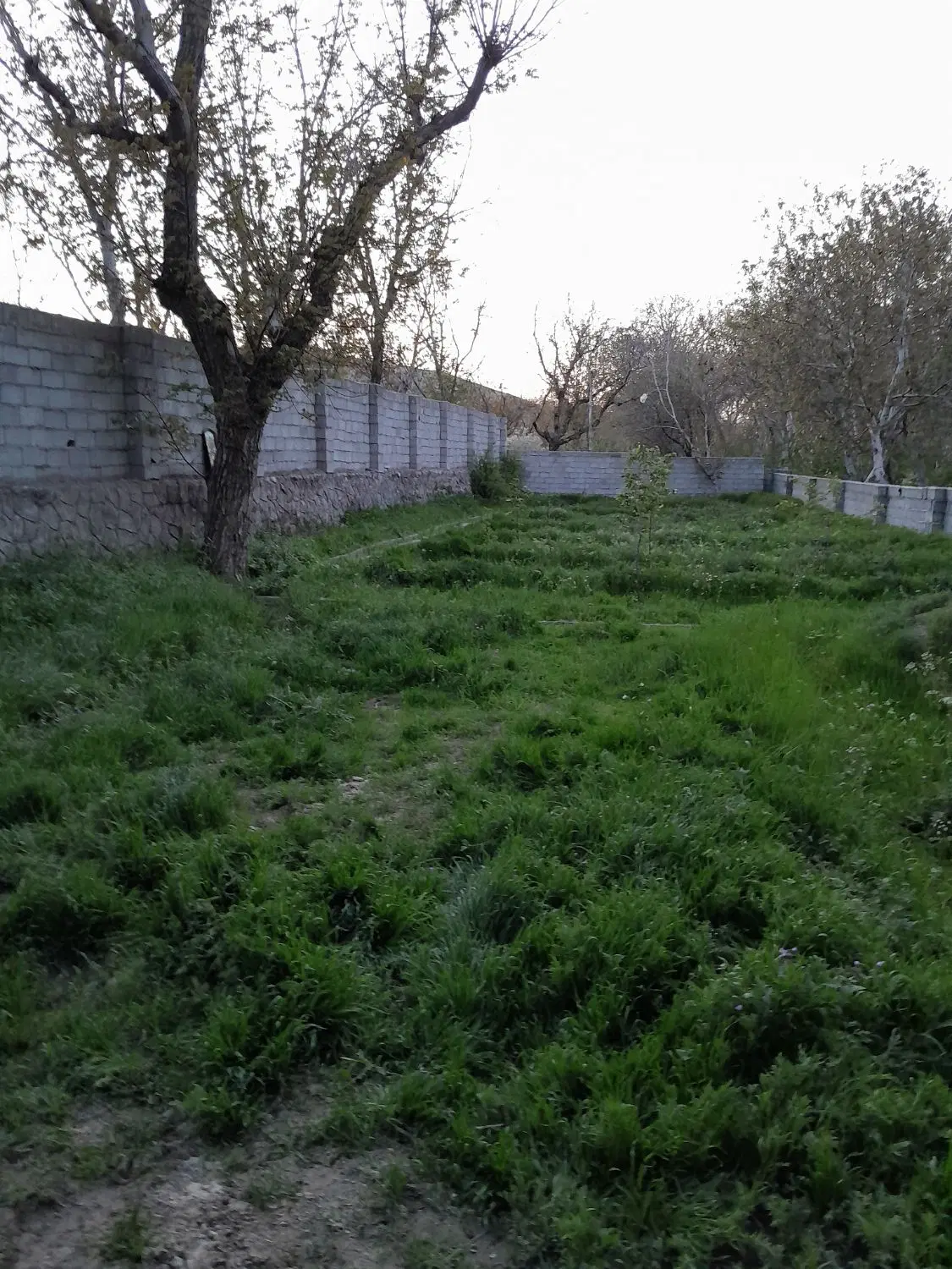باغ در اسکو
