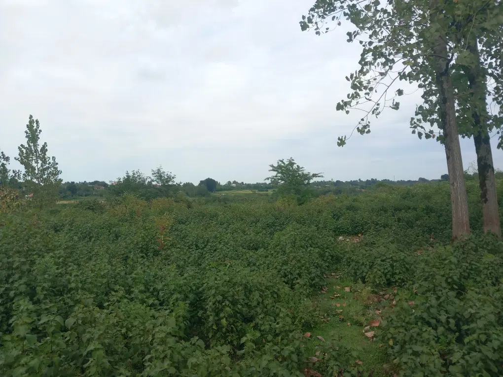 ۳۰۰ متر باغی  داخل  طرح عادی