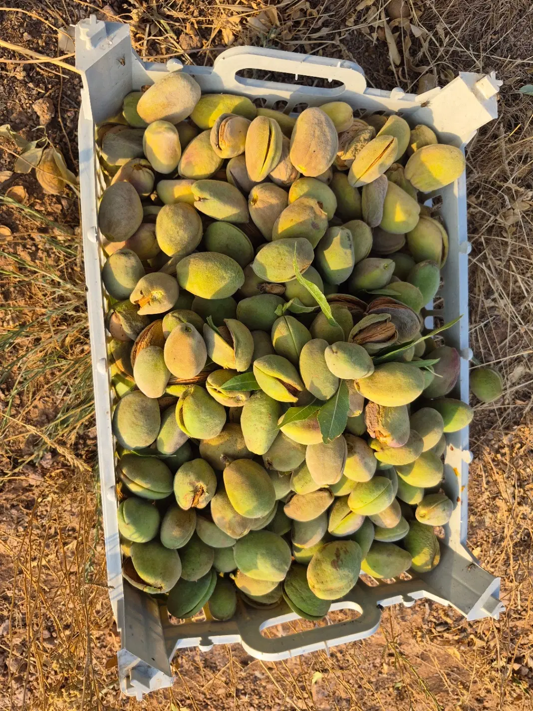 باغ میوه