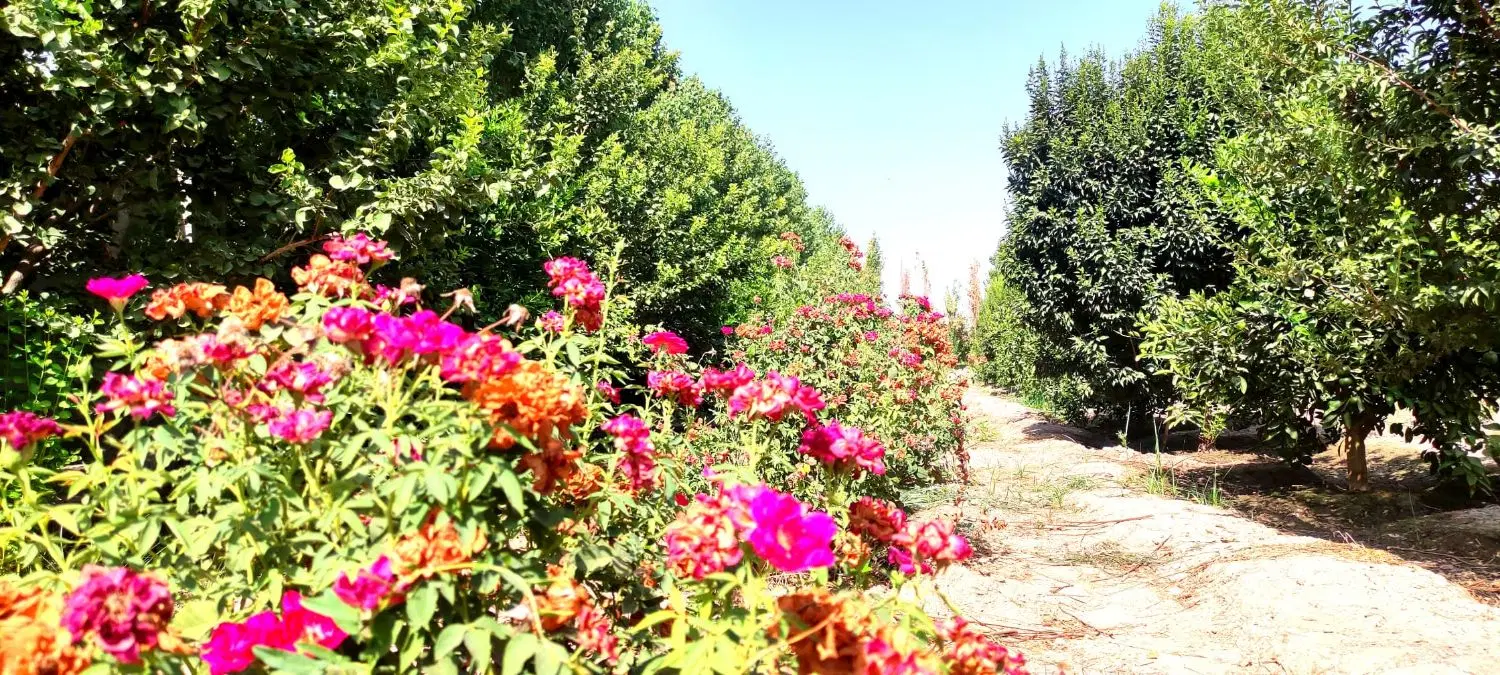 400 متر باغچه زیبا  رو اقساط بخر . بدونه چک و ضامن