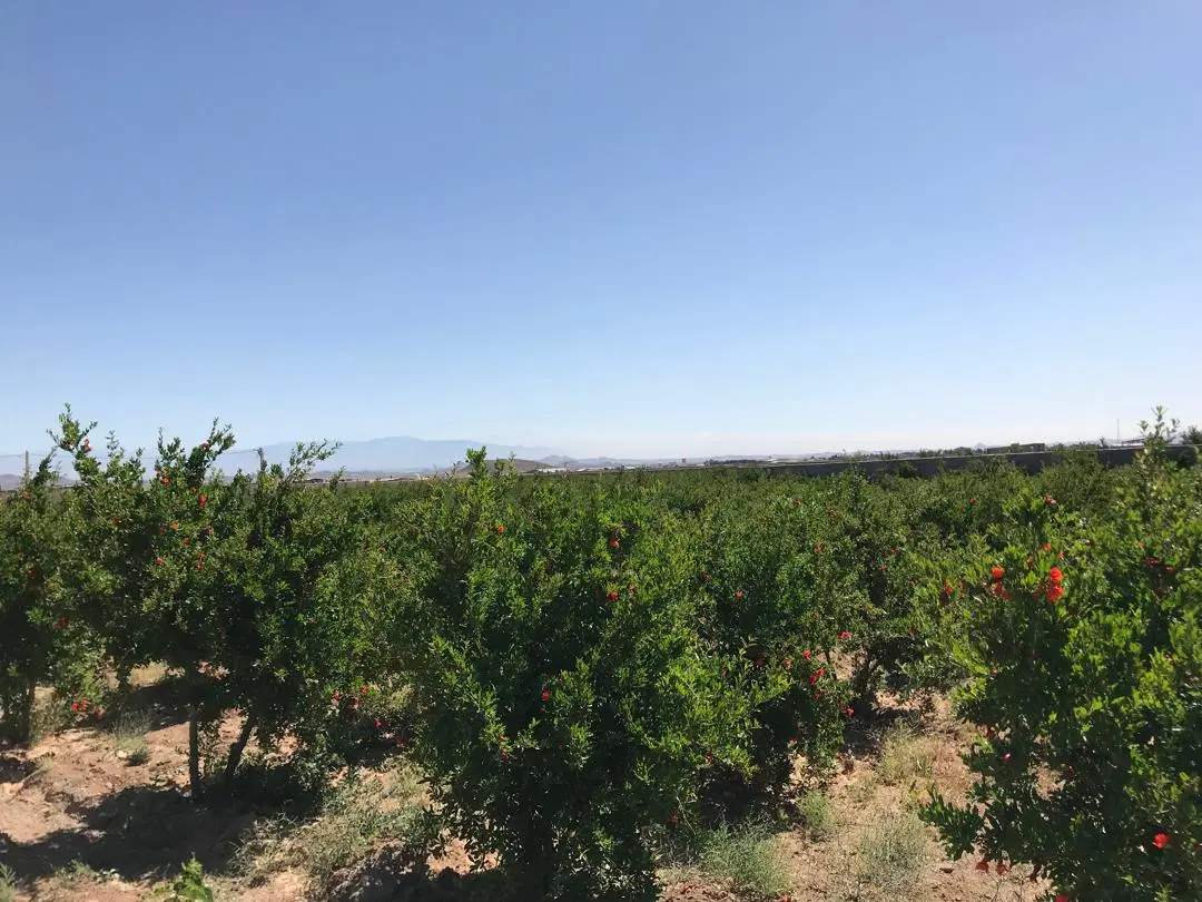 باغ انار بسیار زیبا