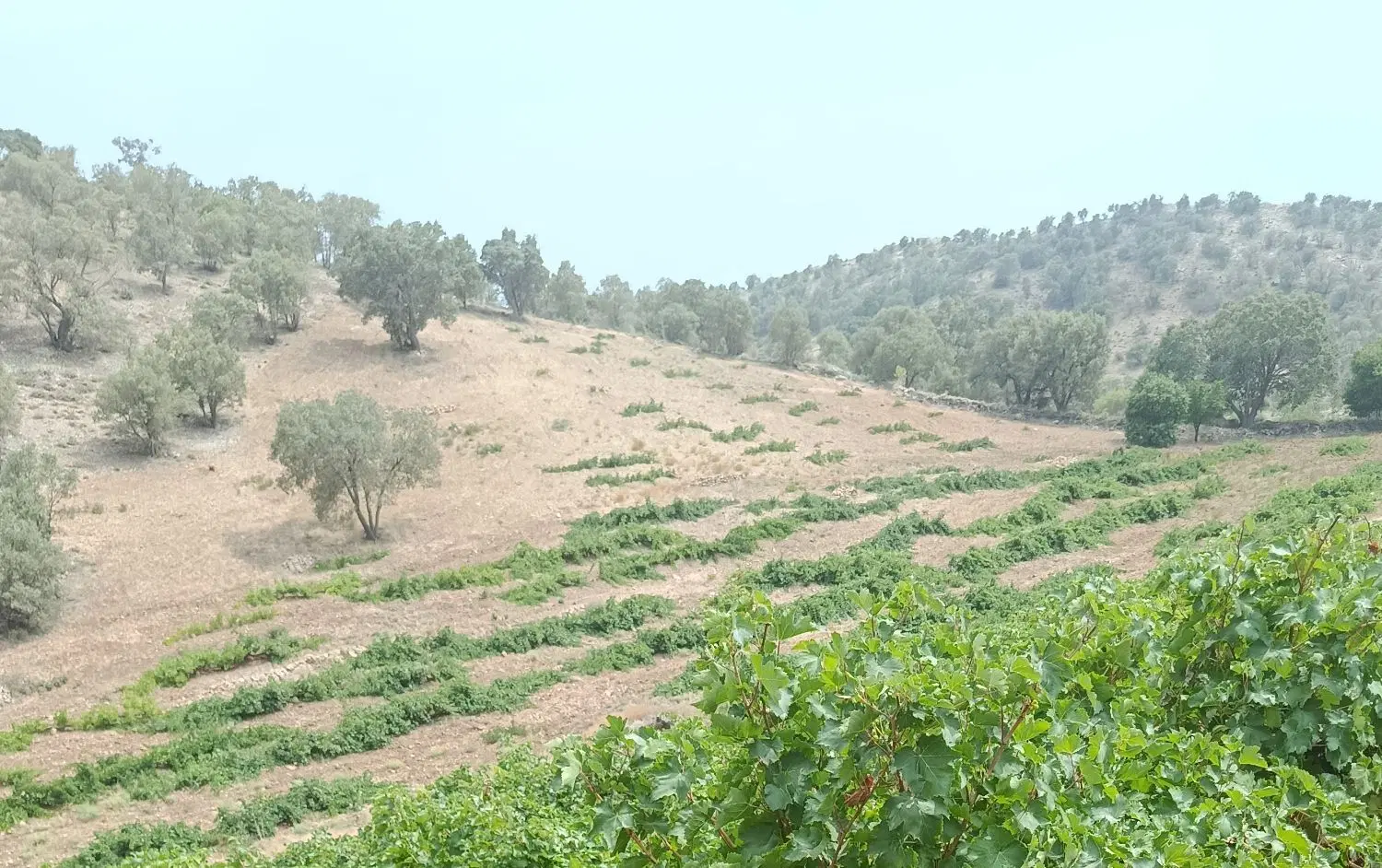 باغ انگور