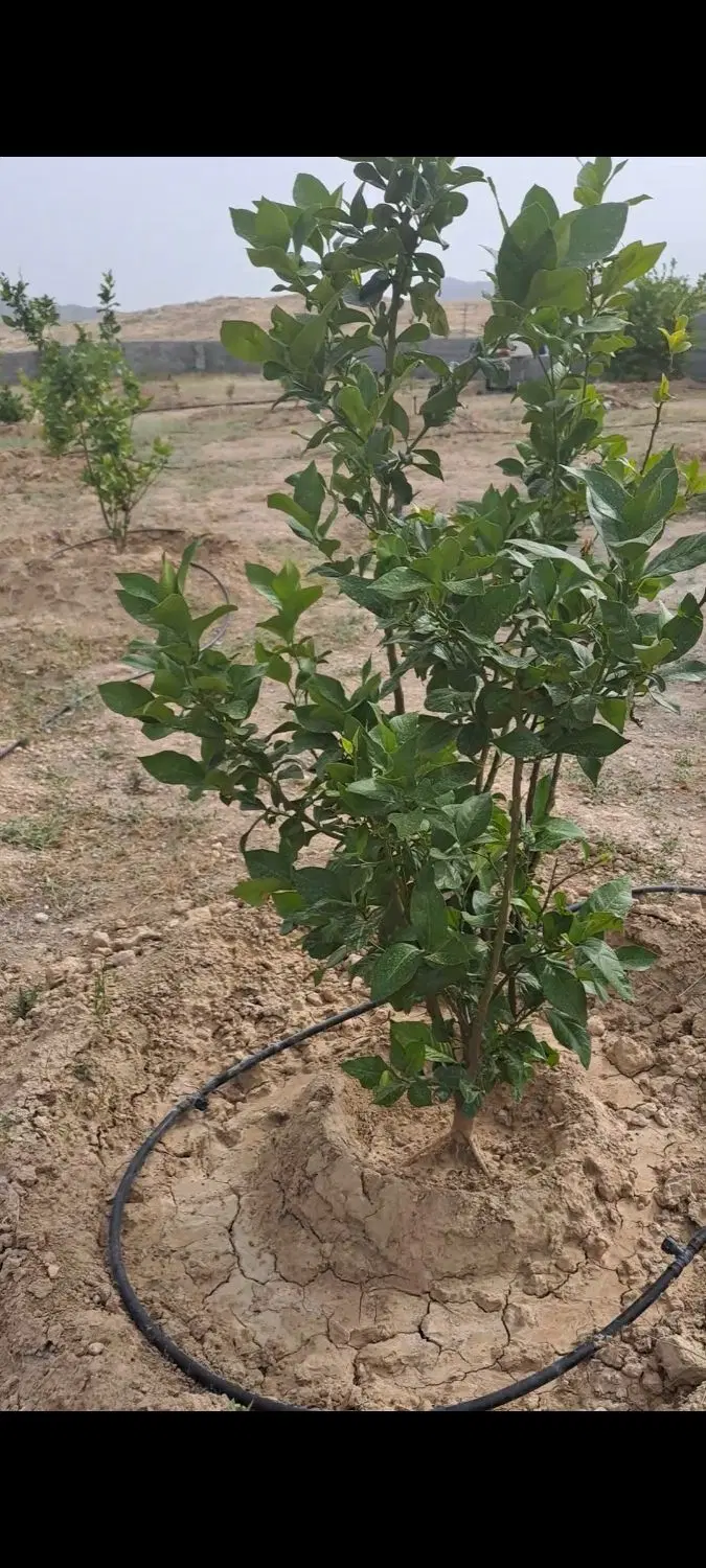 علامه ۴  زمین ۳۲۰ متری عرض ۱۶ دو نبش
