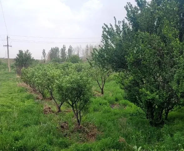 فروش باغ شخصی در کیلومتر ۱۴ جاده قدیم تهران