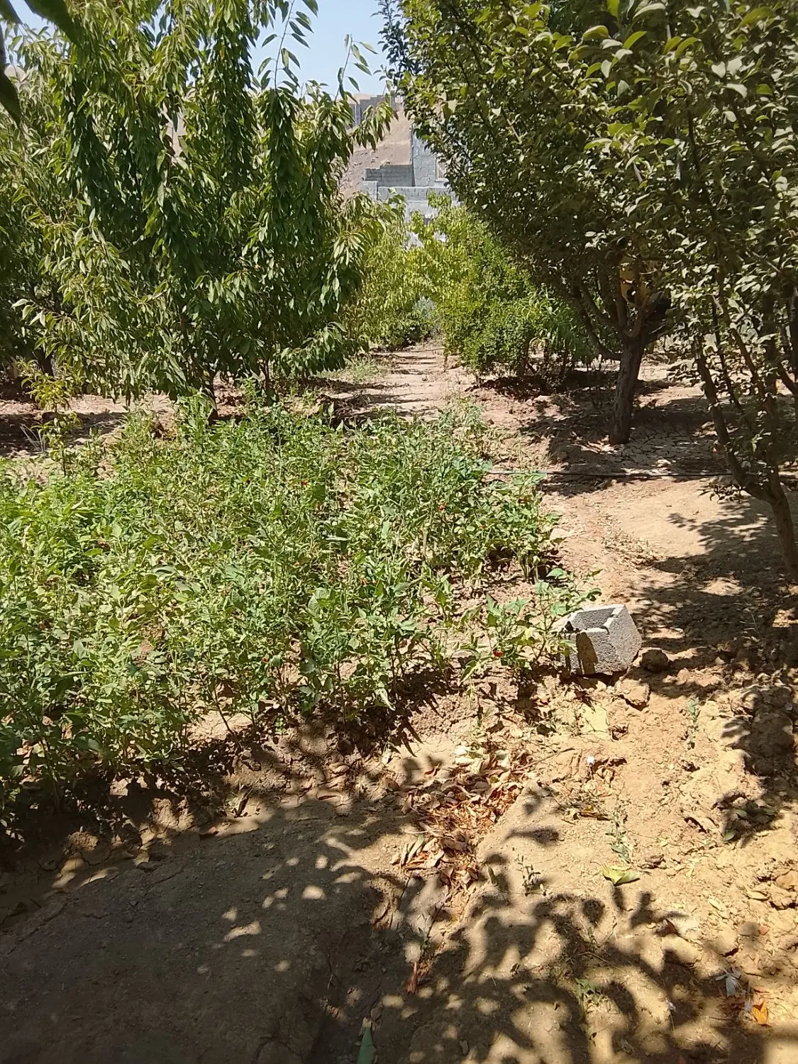 فروش باغ نایسر