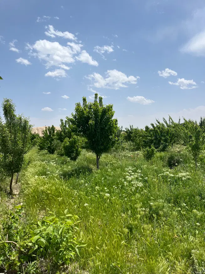 زمین مسکونی