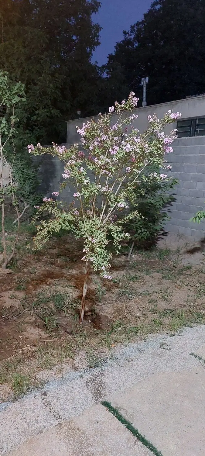 ۲۴۱متر باغچه نقلی مهرشهر چمن ۲