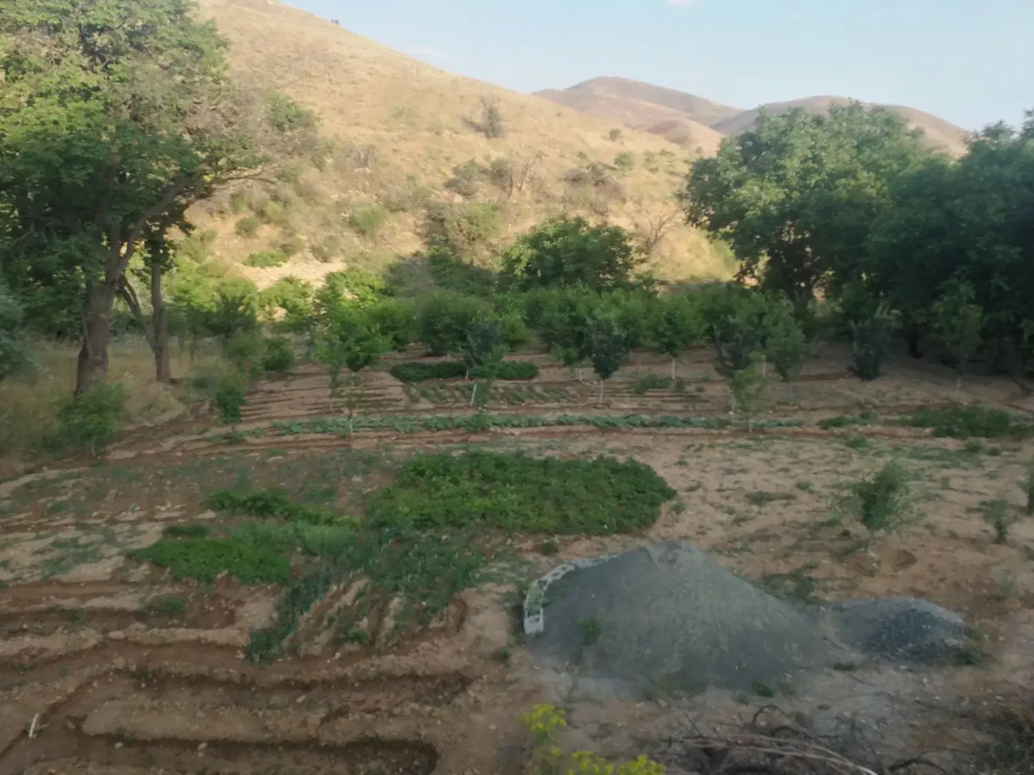 زمین کشاورزی حسن اباد