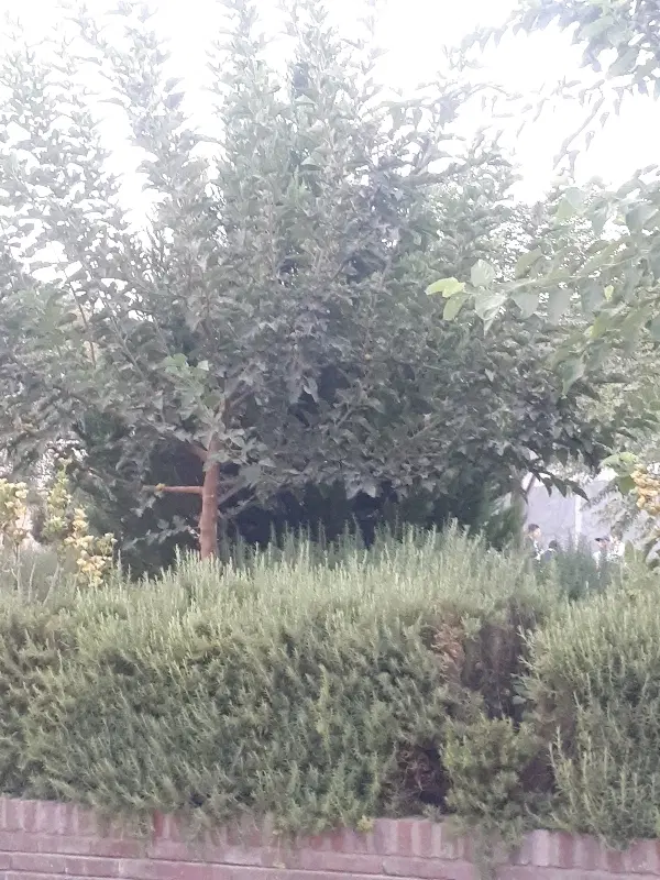 ملک ویلآیی