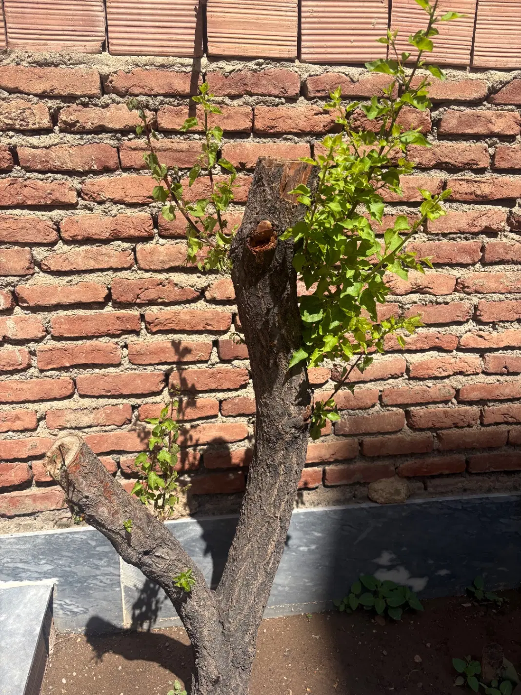 قطعه جنوبی کوی فیروز کارپیشه