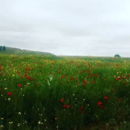 زمین ۵۰۰ متری علوم‌پزشکی پلاک ۹۲