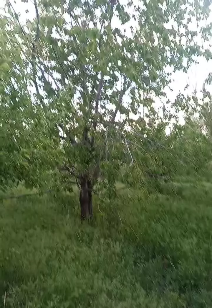 باغ میوه در سراب روستای داراب