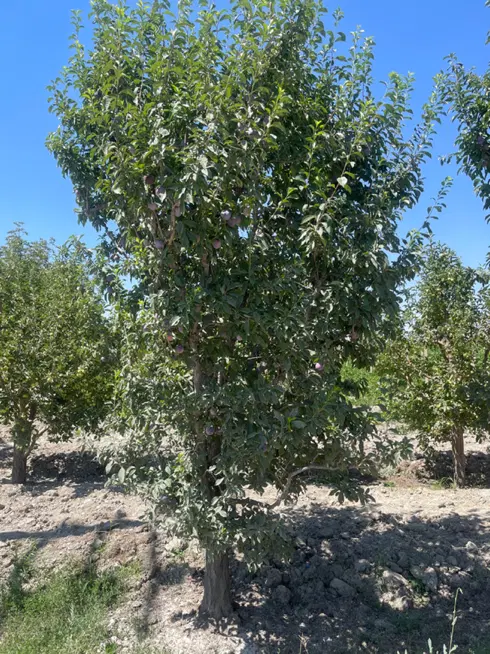 فروش زمین