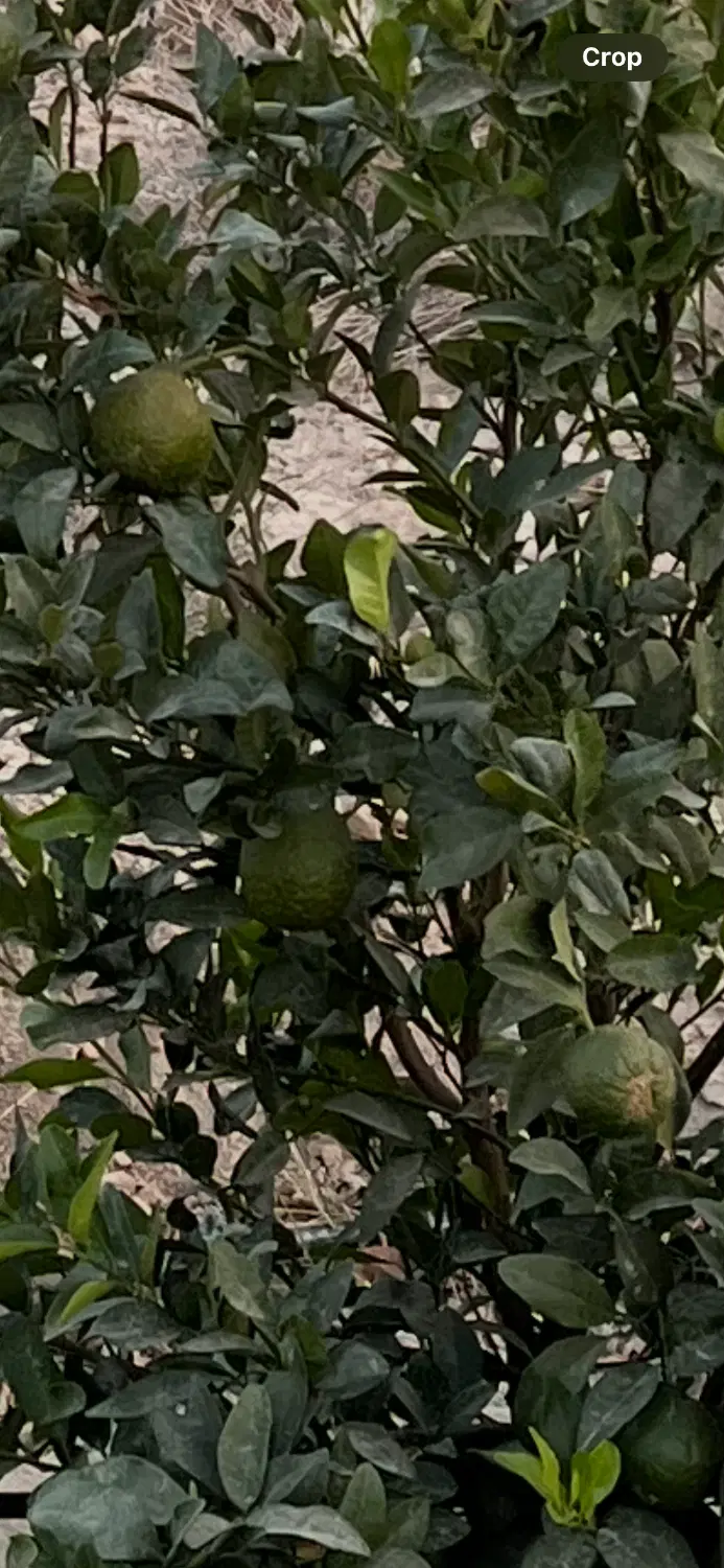 زمین هماگ