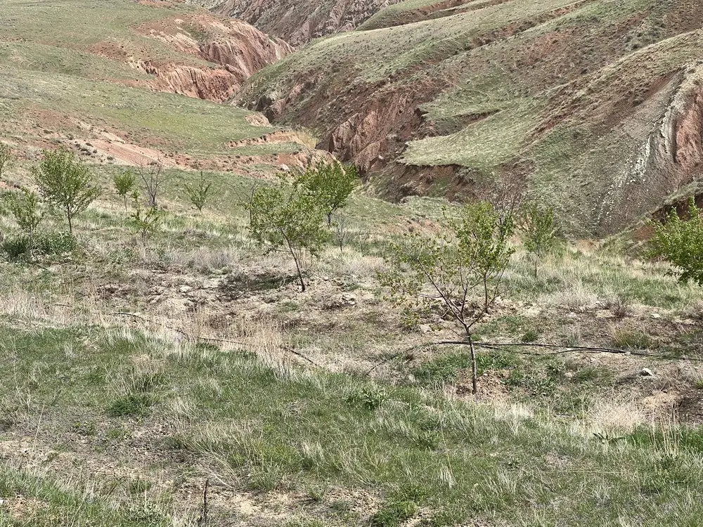 زمین در روستای گلجار اراضی بایلنگه