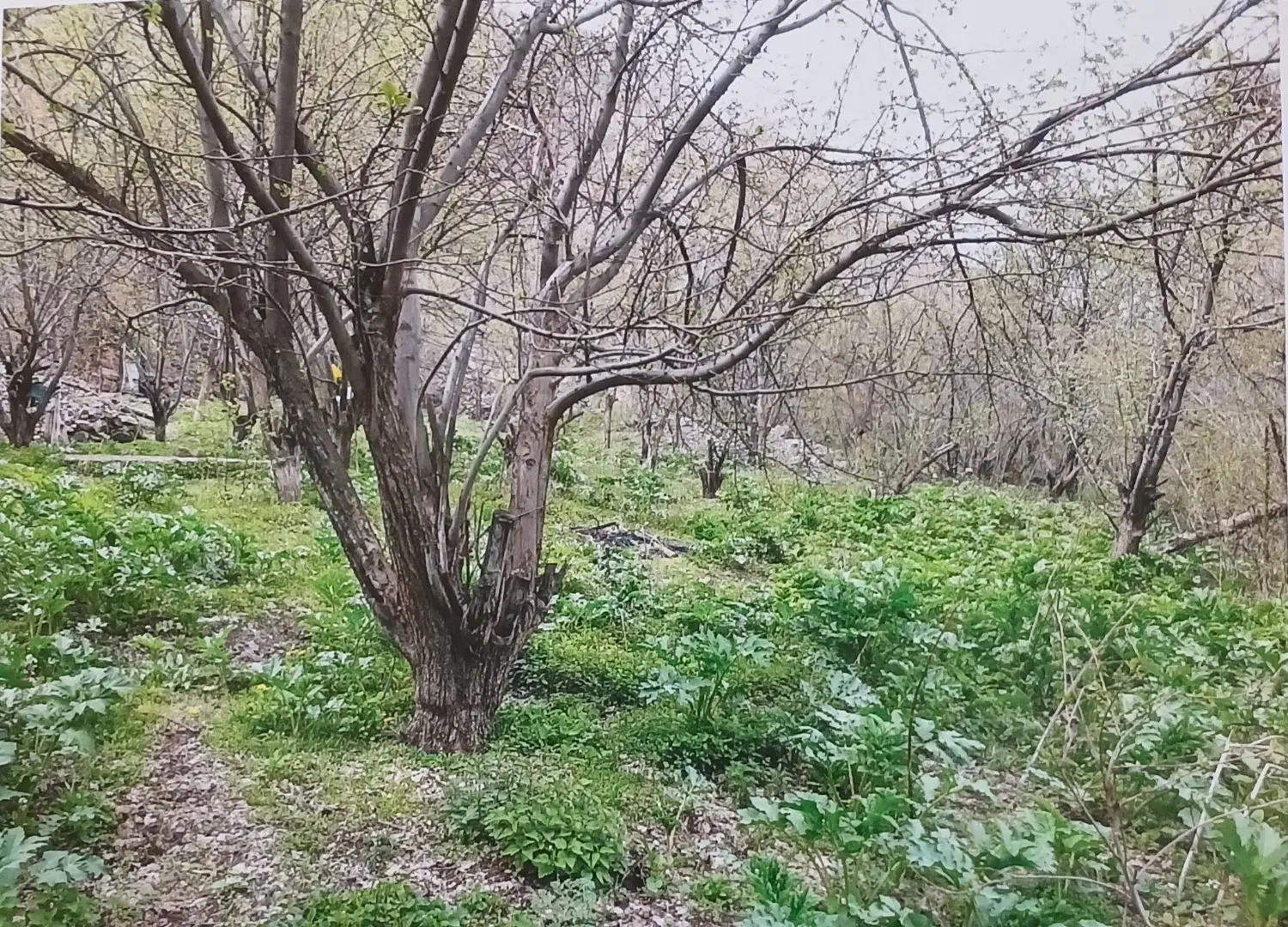 سند‌تک‌برگ،ششدانگ،خارج‌بافت‌روستا،،