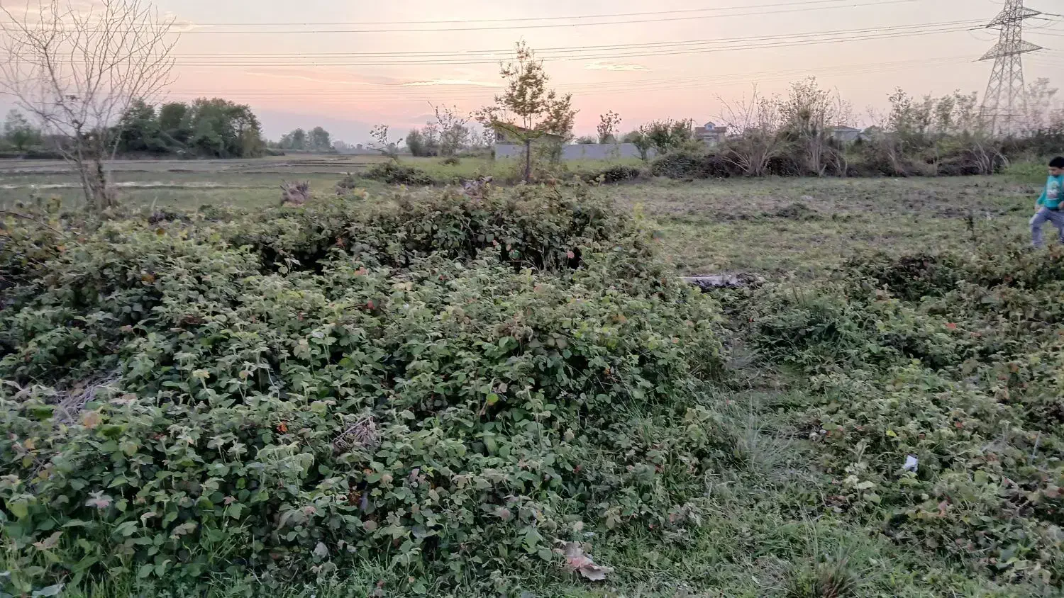 زمین باغی