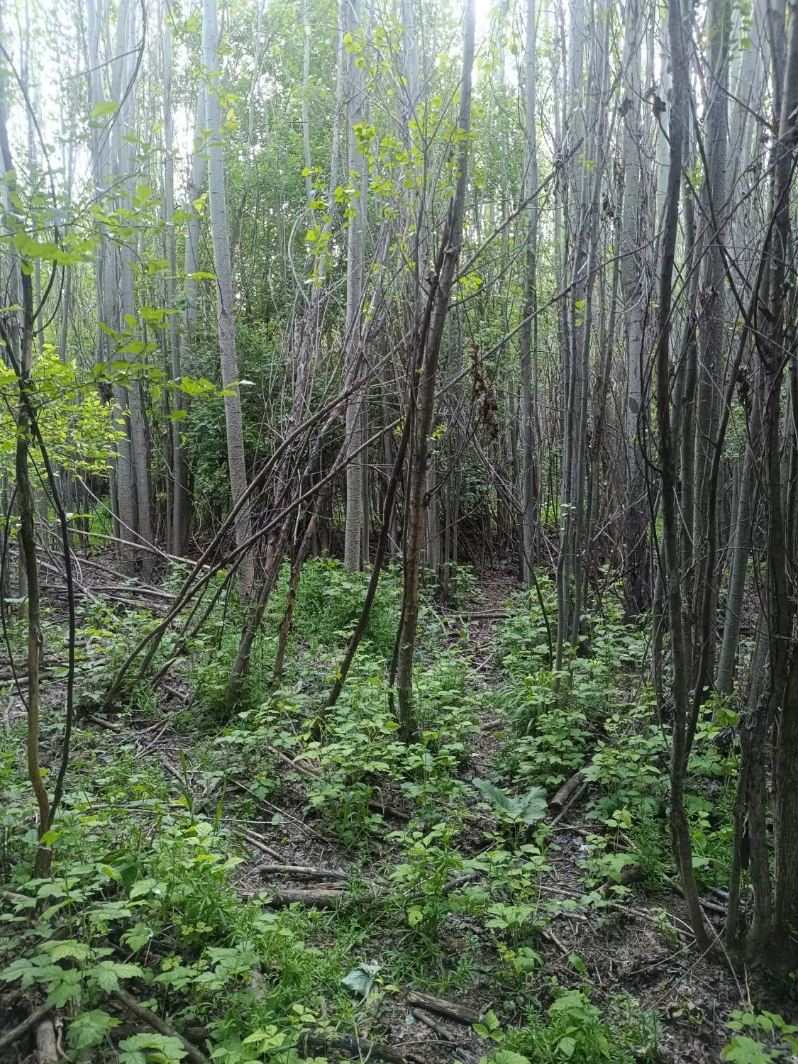بیشه روستای شعبان