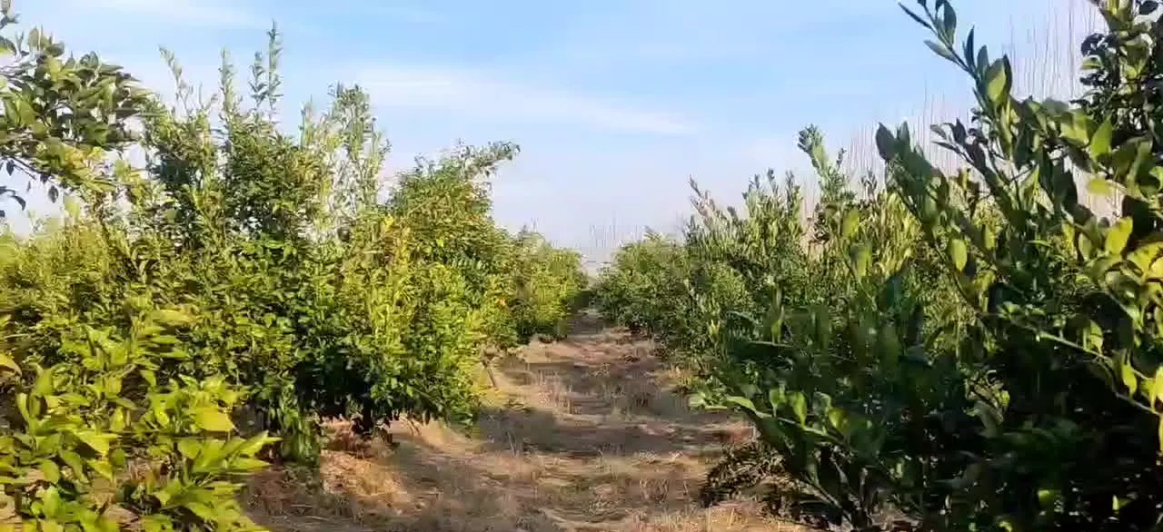زمین کشاورزی، باغ نارنگی