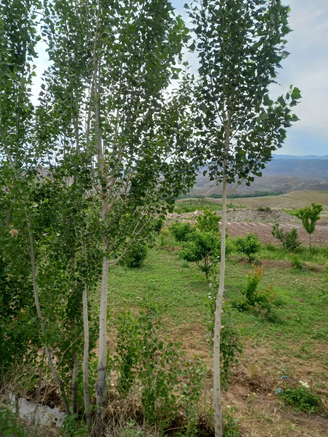 فروش باغ و زمین زراعی چند هکتاری_ در مشگین شهر